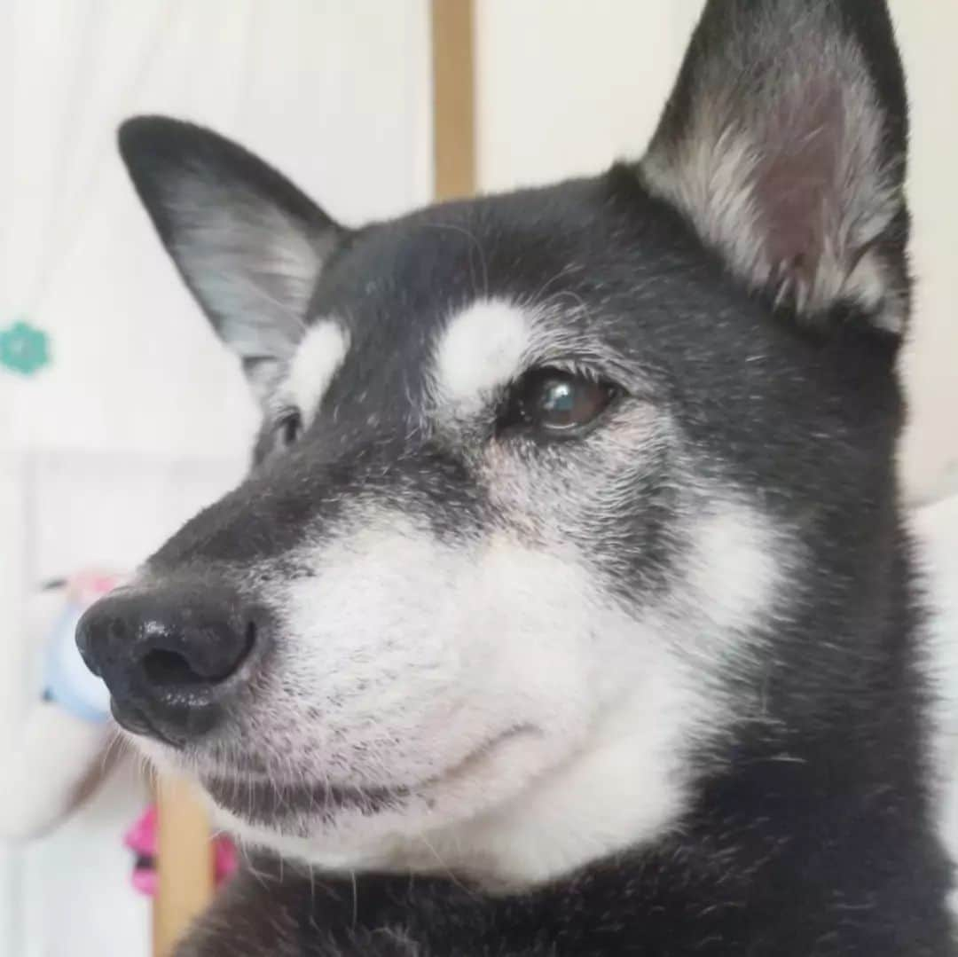 谷口キヨコさんのインスタグラム写真 - (谷口キヨコInstagram)「アップのくーちゃん♥️可愛い❤️犬もよいな、可愛いな♥️動物はよいな❤️」10月3日 15時13分 - kiyokotaniguchi