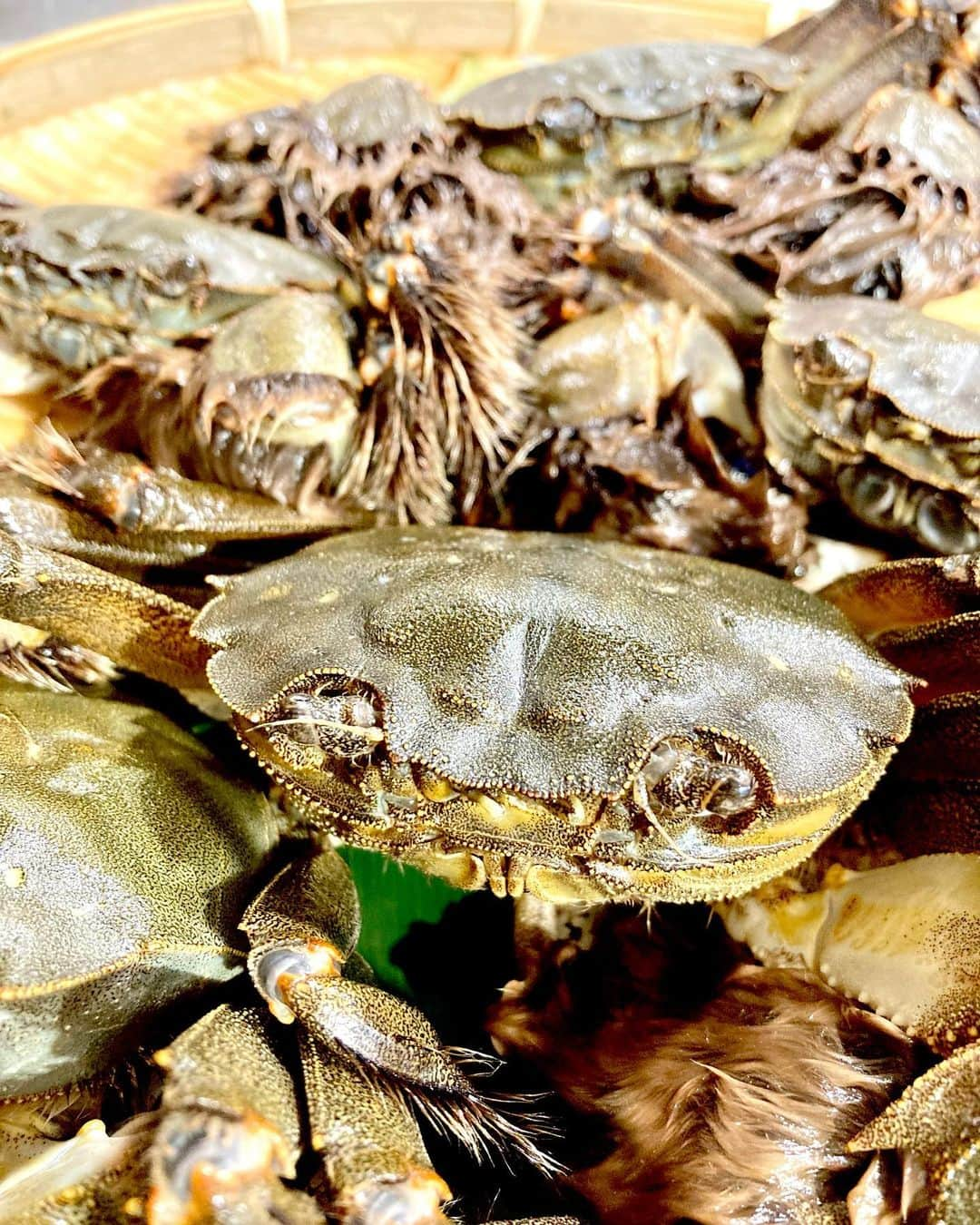 鳥越佳那さんのインスタグラム写真 - (鳥越佳那Instagram)「🦀やぁ！ぼく、モクズガニ。 伊豆の名物で地元では"ズガニ"って呼ばれてるカニ〜✌️  ＊＊＊＊＊  この時期から河津川で"ズガニ漁"が始まります🦀  【道の駅 伊豆 月ヶ瀬】では "ズガニ料理"が期間限定で登場！  おとといのまるごと中継では "ズガニラーメン"などをご紹介しました🍜  本当にいいお出汁が出ていて 須藤アナ曰く 「体の力が抜けるほどの美味しさ🤤」笑  そして10月からは"秋スイーツ🍁"も出ていました🤤 県内産のさつまいもの素揚げがダイナミックに乗ったソフトクリーム🍠♡など どれも映えスイーツだったのですが...  写真が1枚もない😵！ 生中継だとすぐ食べちゃうから 放送が終わると何も残っていないことに気付きました〜😅  中継終わりまで待っていてくれた ズガニたちありがとう〜😄  #まるごと #まるごと中継 #モクズガニ #ズガニ #道の駅伊豆月ヶ瀬 中継前は #カニ歩き の練習🦀」10月3日 15時43分 - kana_torigoe