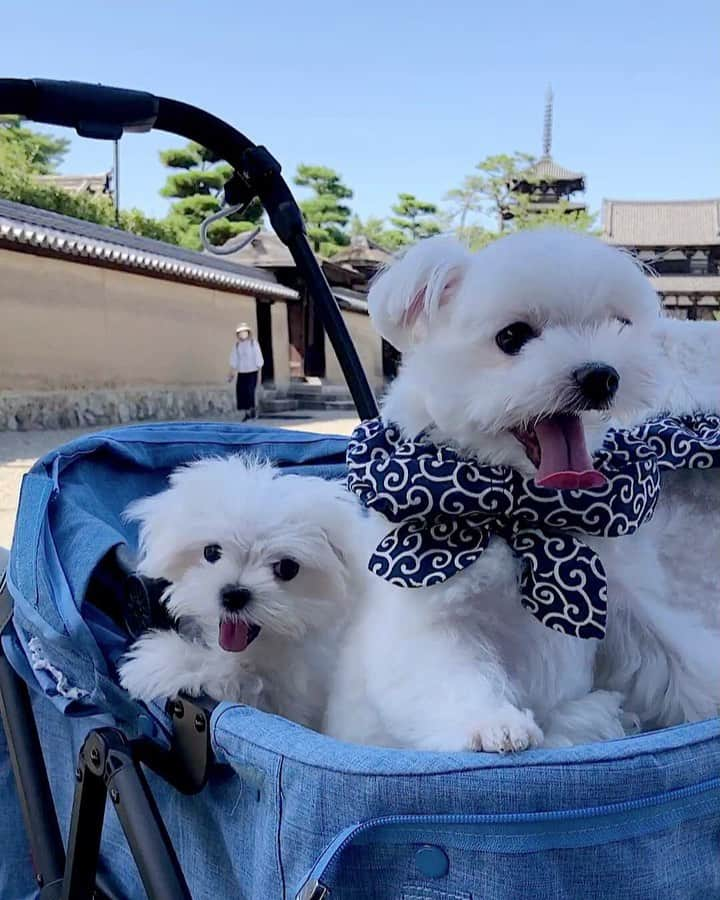 マルチーズ兄妹♡おかゆとおもちのインスタグラム