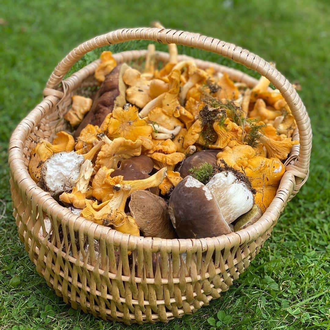 レイチェル・クーさんのインスタグラム写真 - (レイチェル・クーInstagram)「A U T U M N A L feast found in the forest this weekend (chantarelle and penny buns). Brush gently to remove any dirt and fry in LOTS of butter 🧈 🧈🧈⁠ What's your favourite way of eating mushrooms?⁠ .⁠ .⁠ .⁠ .⁠ .⁠ .⁠ .⁠ .⁠ .⁠ .⁠ .⁠ .⁠ .⁠ .⁠ .⁠ .⁠ .⁠ .⁠ #rknews #rachelkhoo #rachelkhoorecipe #rachelkhooloves #foraging #foragedfood #mushroom #chantarelle #pennybun #butter #buttermakeseverythingbetter #simplepleasures #sweden #forest ⁠#visitsweden ⁠ #foodstagram #foodpic #foodlover #foodprep #foodlove⁠ #foodgram #foodshare #foodcoma #foodstyle #foodinsta ⁠ #foodism #foodoftheday #foodforlife #foodofinstagram #foodiesofinstagram」10月3日 23時10分 - rachelkhooks