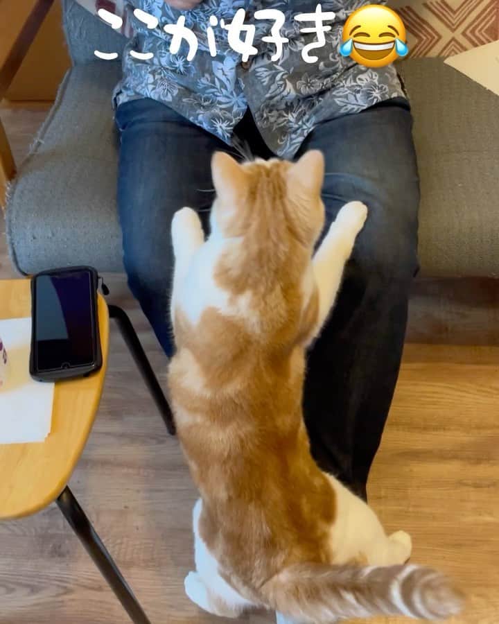 にゃんすくんのインスタグラム：「焦って足がずり落ちるの笑う。  #にゃんすとじぃじ   #cat #猫 #動物 #happy #funny #american #アメショ #ピクネコ #ペコねこ部 #catlover #instacat #ニャンスタ #にゃんすたぐらむ #pet #animal #面白い #癒し #猫部」