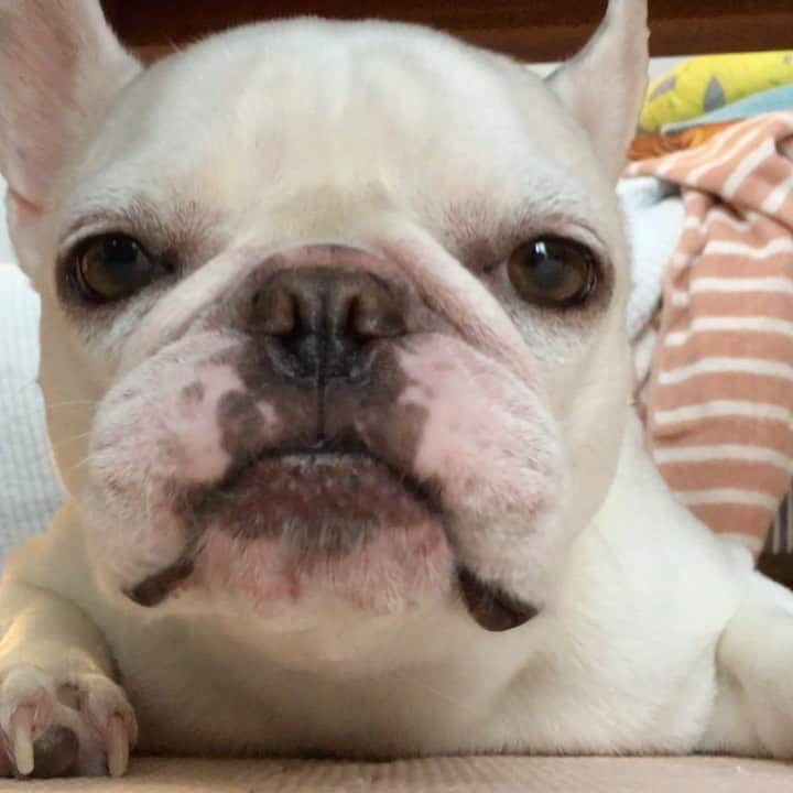 ちえぶぅたのインスタグラム：「ご飯粒がたふたふに挟まって困ったちゃん。」