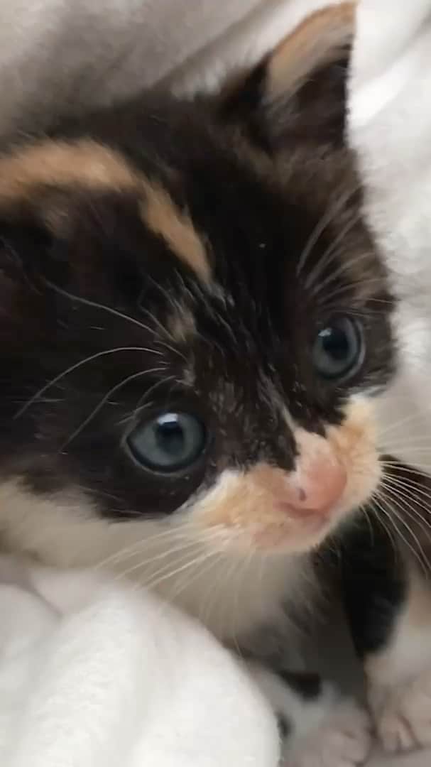 大原海輝のインスタグラム：「可愛い愛娘のうにのMVを作りました。🐈　#猫 #子猫#BTS #butter #kpop」