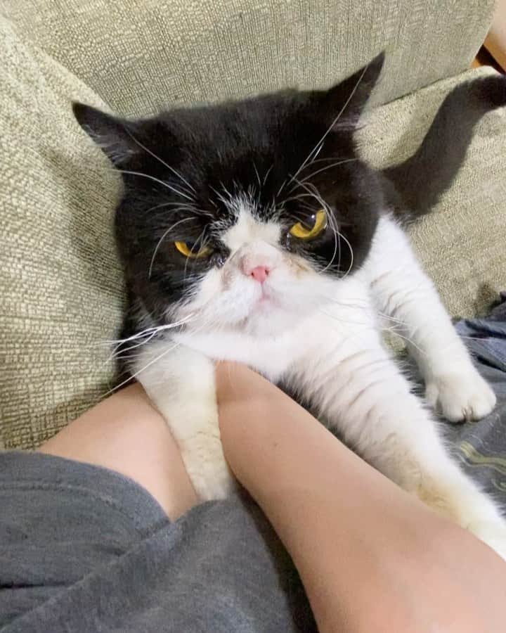 nemuru_catのインスタグラム：「#ルーク#眠る妻  ぱっちゅんにしばかれて 左目を負傷したるっちゃん😿 目薬をさしてるんですけど イヤイヤイヤイヤするもんで １滴さすのに３滴くらい ムダにするっていう…😥 * #ねこ部#cat#cats#neko#猫#catsofinstagram#bestmeow#catlover#ふわもこ部#エキゾチックショートヘア#exoticshorthair#はちわれ」