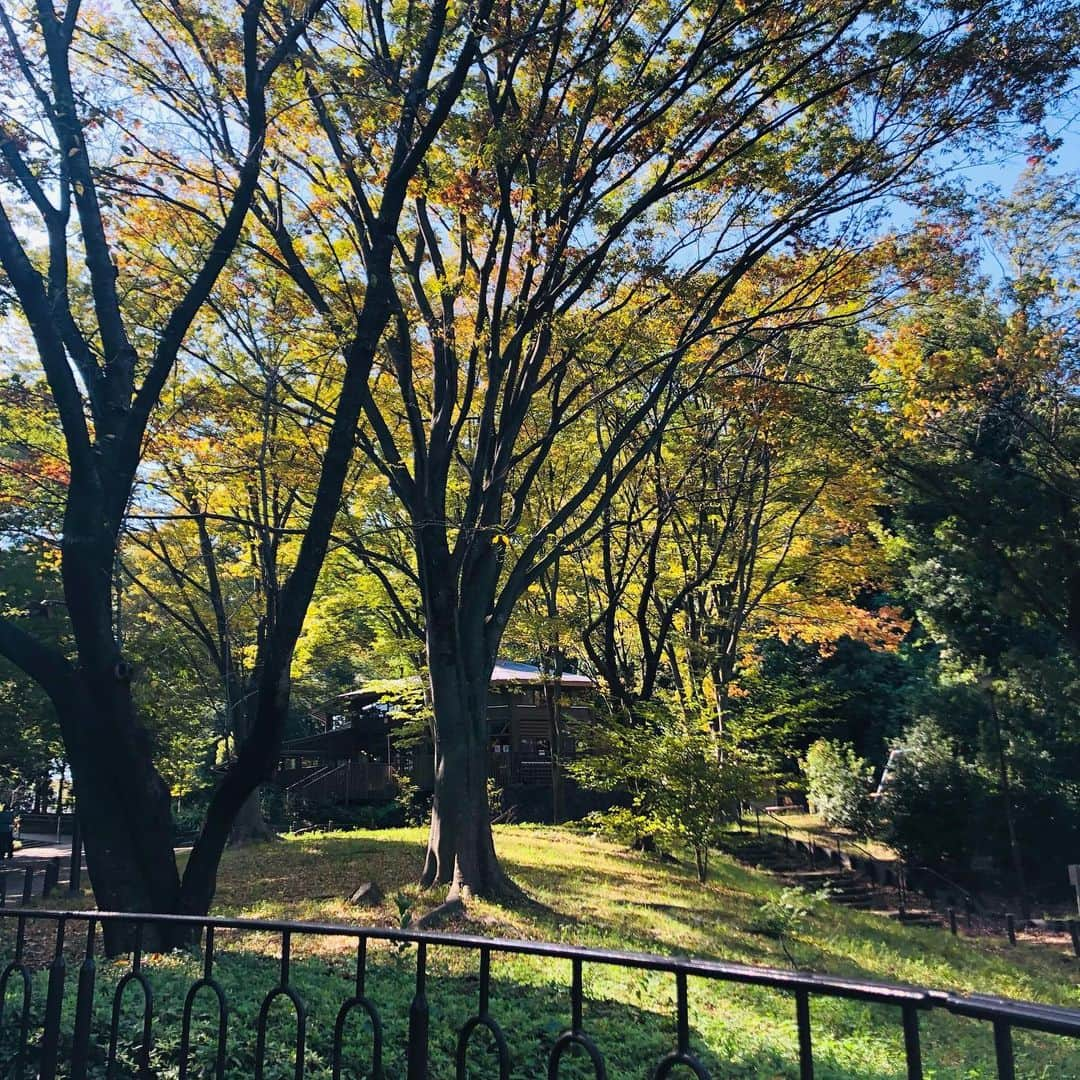 原日出子さんのインスタグラム写真 - (原日出子Instagram)「今日の ウォーキングは…🚶‍♂️ いつもは車で ピュ〜っと行ってしまう 最寄駅の近くまで 銀行 郵便局などの用事を済ませに行きました😊 もちろんいつもの緑道です👍 日差しが強いので ＵＶパーカーを被って歩きました。 風は 心地よく 木陰は気持ちがいいです💖 あちこち歩いて 6.4キロ 9295歩✨ まあまあかな😊  #ウォーキング #fitness #シニアのダイエット #緑道 #歩こう #秋の風 #毎日を楽しく #健康が一番の財産」10月4日 21時44分 - hara_hideko