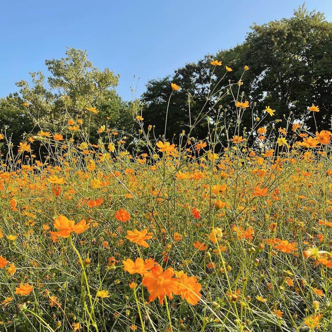 ユンジュさんのインスタグラム写真 - (ユンジュInstagram)「October 🌞🌼💛」10月4日 22時28分 - __pink_tape