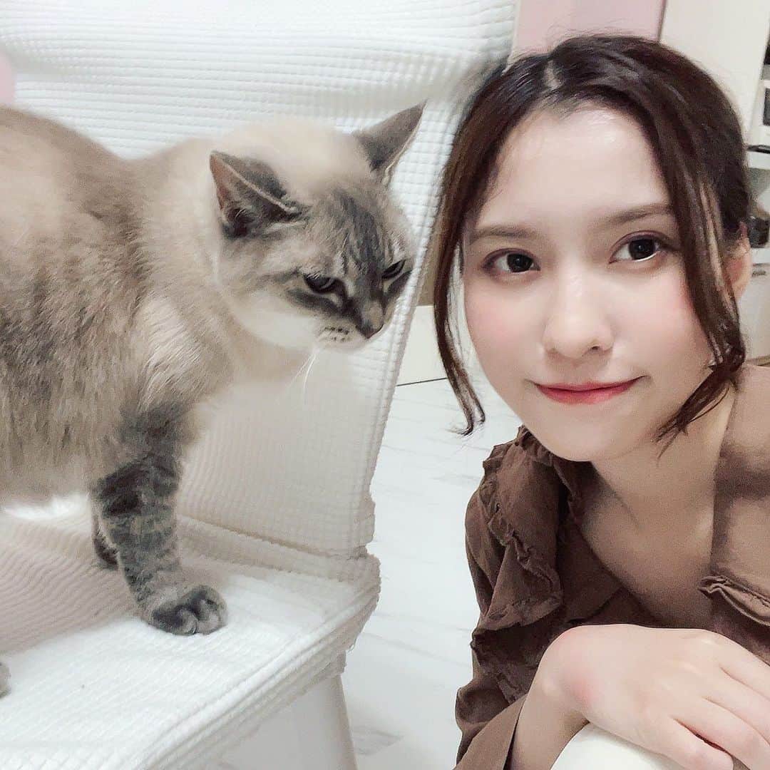 のインスタグラム：「常に撫でていないと すごい顔でにらんでくるお猫様 クララちゃん🐈  かわいい  #春名風花 #実家 #猫」