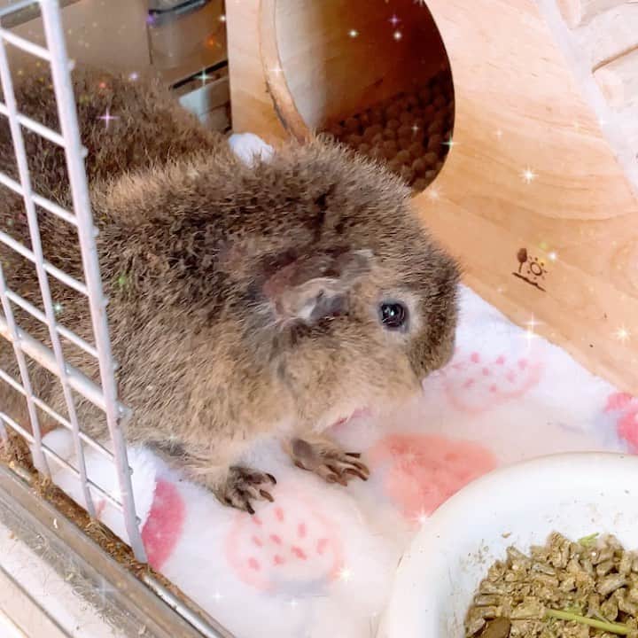 のインスタグラム：「わたし爆汗湯で汗かきすぎた(⑅•ᴗ•⑅)  今日の もふもふです💓💓 #モルモット #guineapig」