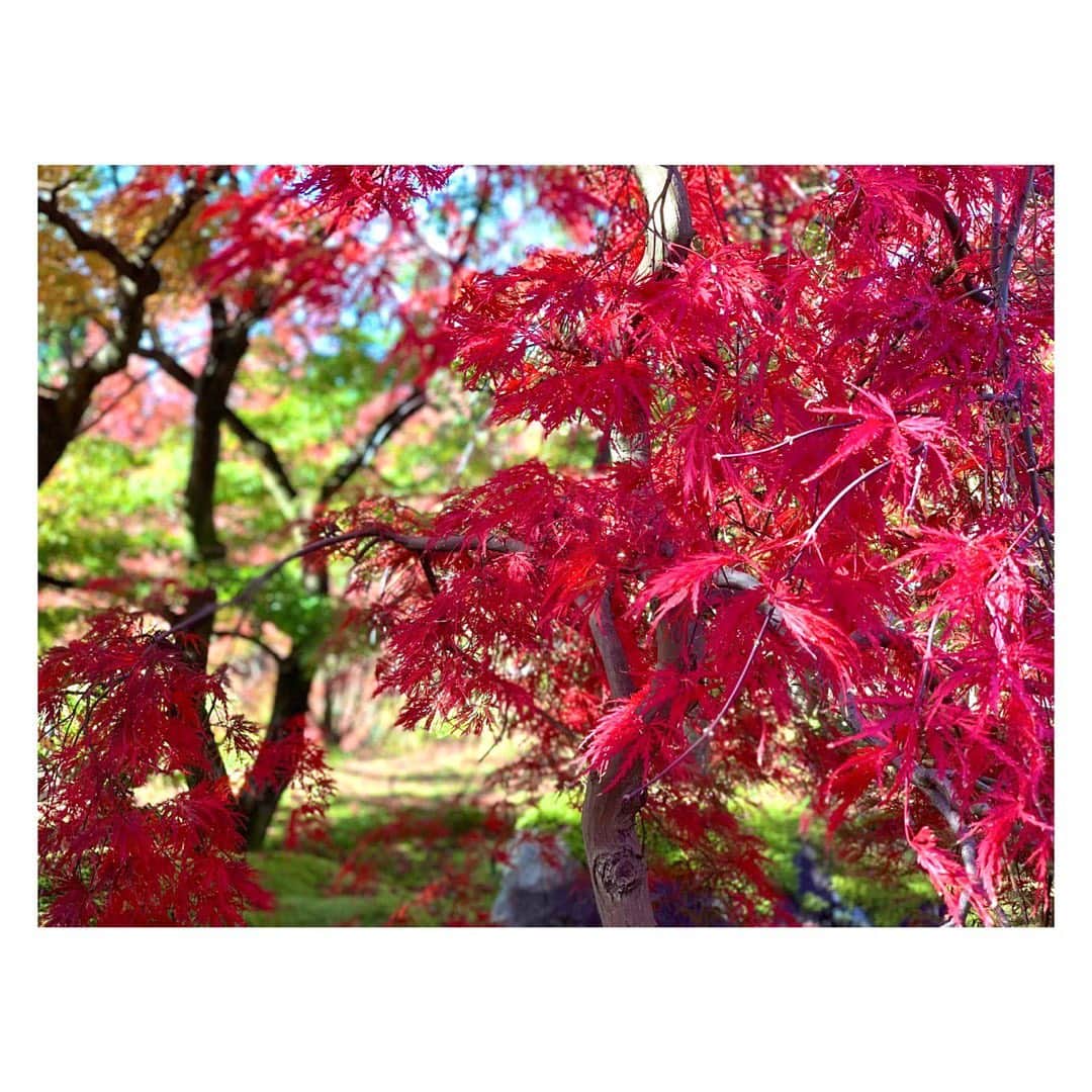 長野美郷さんのインスタグラム写真 - (長野美郷Instagram)「小さい秋いました！  せっかちなのか、 一本だけ真っ赤に染まってた😊  行楽の秋、 感染対策に気をつけながら 少しでも長く自由と解放感を味わいたいですね！  #せっかちな木 #ちぃさい秋みぃつけた🍁  #金木犀の香り もしました #秋はいいな　#美味しいもの も多いしな #結局最後は食 ですね😂 #食欲の秋」10月4日 19時36分 - misato_nagano_1127