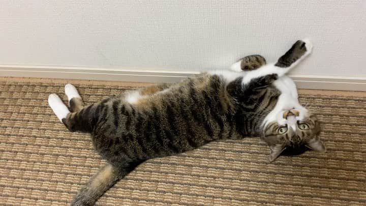 meekooのインスタグラム：「ゴキゲンな坊っちゃま🙂 2021.10.4 #最後は噛まれた💦」