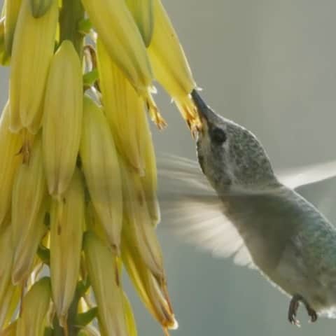 Tim Lamanのインスタグラム：「Video by @TimLaman.  Anna’s Hummingbirds visiting aloe flowers in the Coachella Valley, California.  I love filming these little beauties, especially with beautiful backlighting and in slow motion so you can see how precise their flying and movements are.  Any other hummingbird fans out there have your own favorite moments to share? #hummingbird #birds #wildlifephotography #sunnylands #coachellavalley #palmsprings #shotonRED @reddigitalcinema」