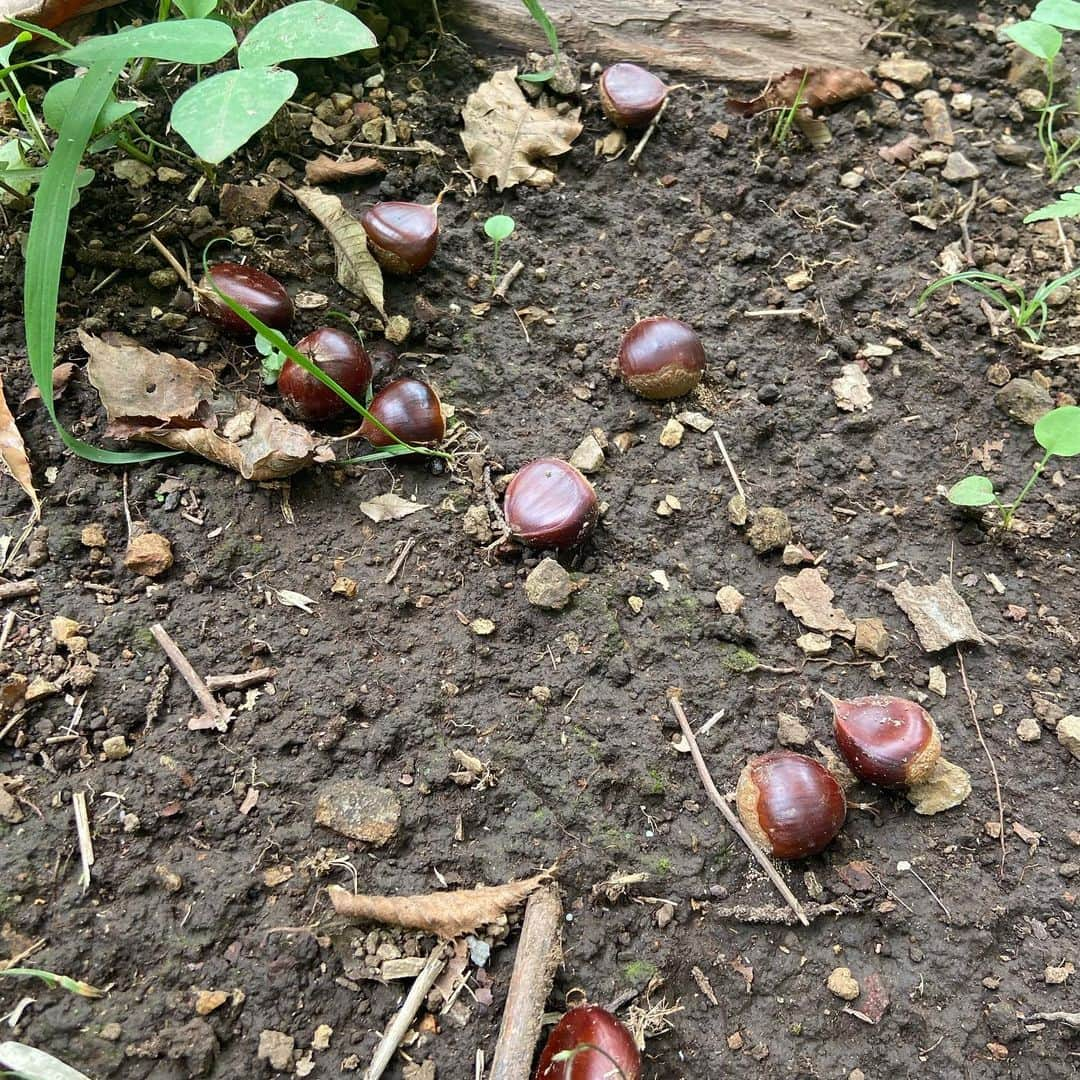 井上咲楽さんのインスタグラム写真 - (井上咲楽Instagram)「こないだ実家で栗拾いしました🌰🍠山栗は小さいけど甘くてとっても美味しいです 蚊にさされないように完全防備！ 井上家、秋の恒例行事。季節ので仕事は楽しい #22歳の丁寧な暮らし」10月5日 17時07分 - bling2sakura