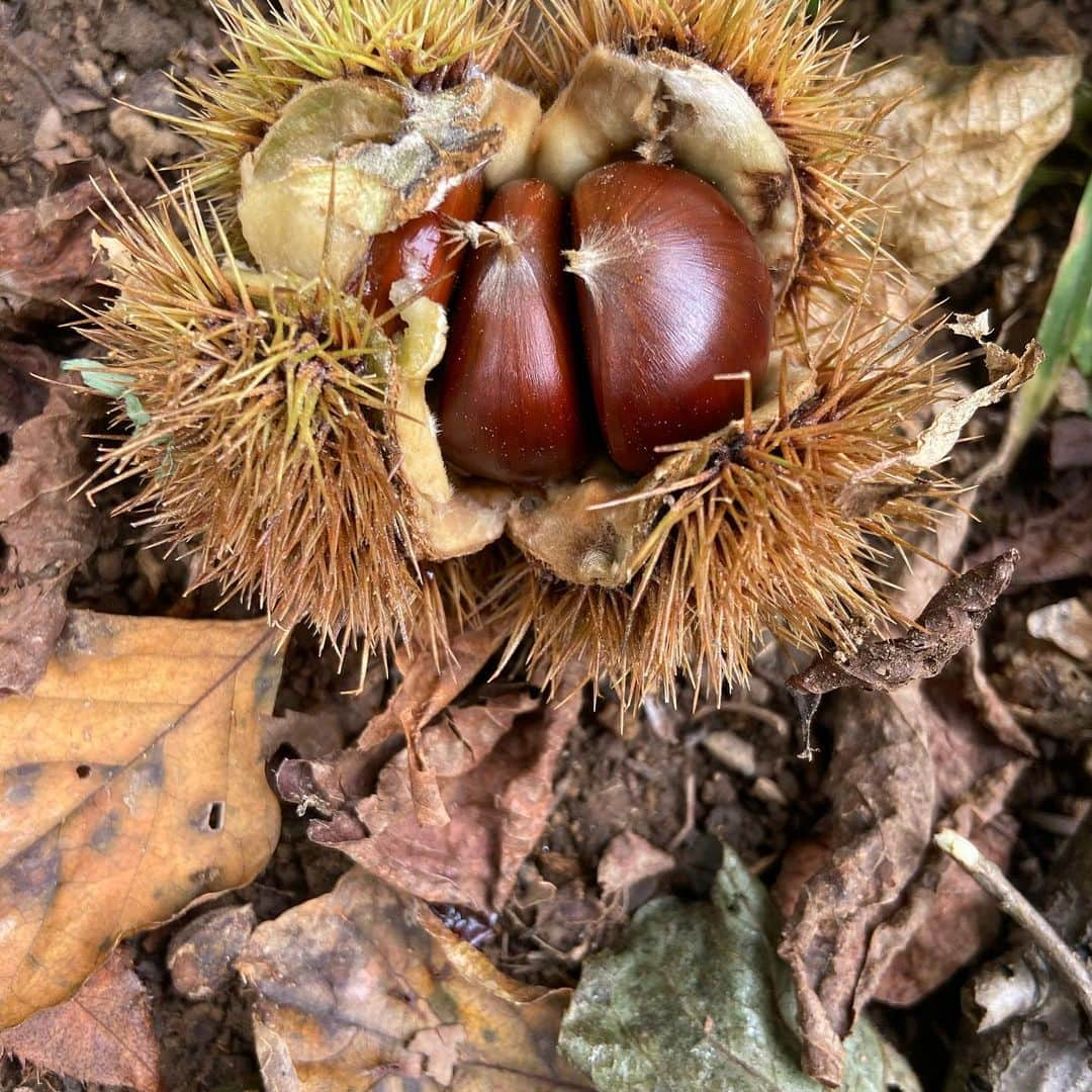 井上咲楽さんのインスタグラム写真 - (井上咲楽Instagram)「こないだ実家で栗拾いしました🌰🍠山栗は小さいけど甘くてとっても美味しいです 蚊にさされないように完全防備！ 井上家、秋の恒例行事。季節ので仕事は楽しい #22歳の丁寧な暮らし」10月5日 17時07分 - bling2sakura