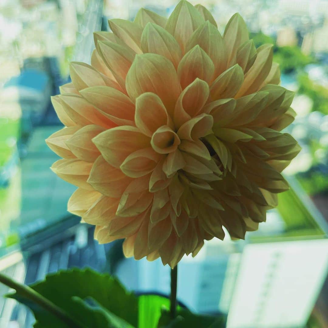 布袋寅泰さんのインスタグラム写真 - (布袋寅泰Instagram)「オフの日は花を買う。ジェントルマンの流儀。#flower」10月5日 10時18分 - hotei_official
