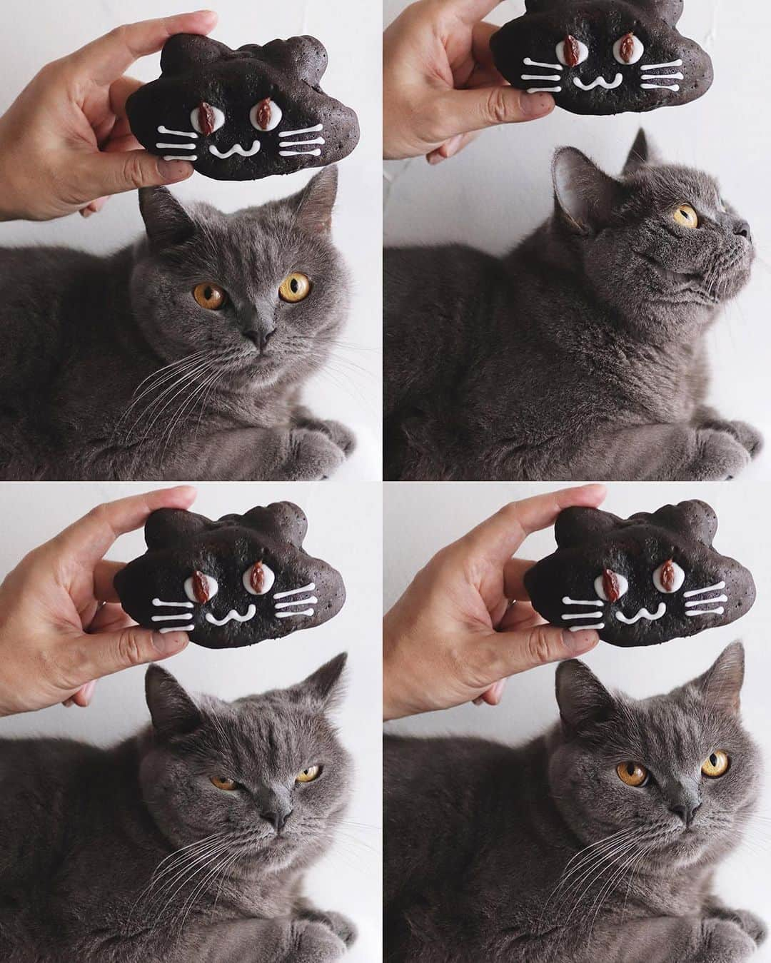 樋口正樹さんのインスタグラム写真 - (樋口正樹Instagram)「black cats . アンデルセンの期間限定の 黒猫チョコクリームパンと 再び目が合いまして、購入。 先日よりぶっちょな３姉妹。 持ち帰る際の不注意により 左下の一つはすこし潰れて 痛々しいことに、、ごめん🙏 . 焼きたてパンは生き物です、 みなさんもご注意ください😊 . ちなみに、アンデルセンの このパンのハッシュタグを 見るとかなり個性ある子が いて、見るのおもしろいよ。 👉👉👉 #黒猫チョコクリームパン @andersen_official_jp . . . ボナさんと比較もしてみた。 白目のところ黄色くしたい🤔 . . #黒猫 #クロネコ #猫パン #ねこパン #子猫 #にゃんすたぐらむ #ねこすたぐらむ #にゃんだふるらいふ #猫好きな人と繋がりたい  #菓子パン #アンデルセン #アンデルセンのパン #パンのある暮らし #パンのある生活 #パンスタグラム #パン大好き #andersen #blackcat #blackcats #catsofinstagram」10月5日 12時47分 - higuccini