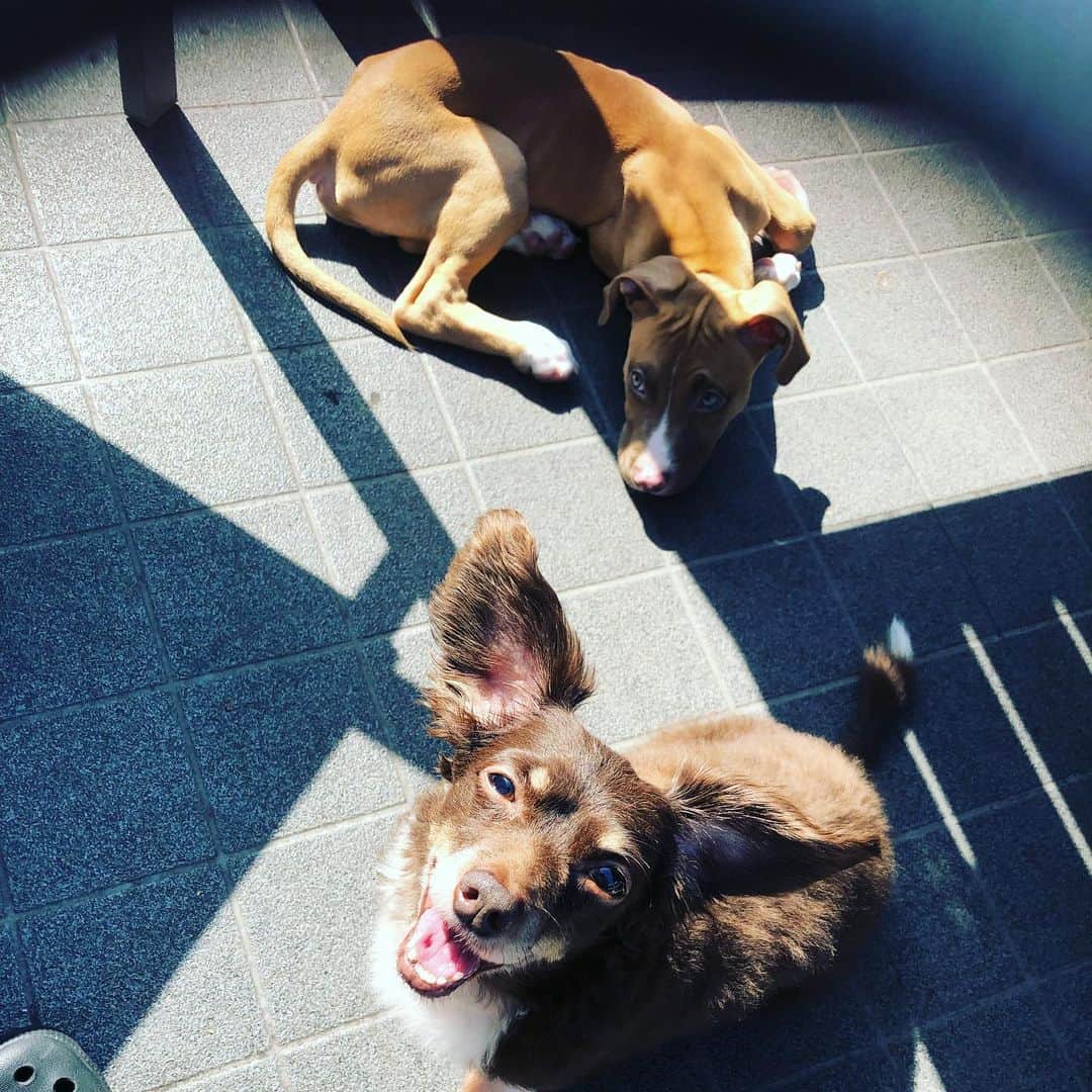 山口祥行のインスタグラム：「ダン&スミス #いぬすたぐらむ🐶」