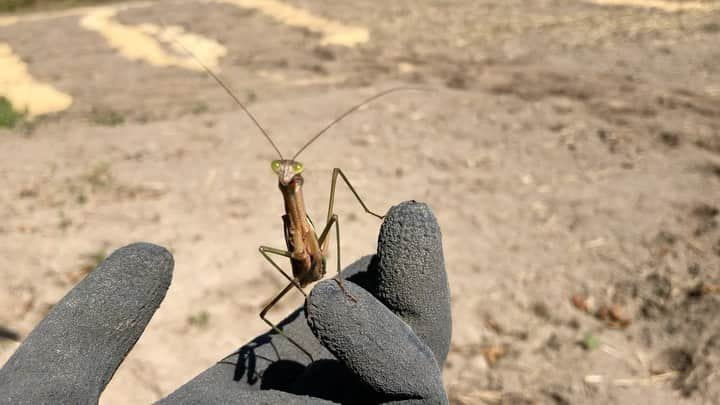 ティ・カトウのインスタグラム：「ティの山梨見聞録　その130 「人間の大きさだったら最強」  漫画グラップラー刃牙でそんなような事言ってた奴が農場におりました。 草原の皆様。これからトラクターをかけるので、しばらく避難してくださいませ。  #ティの山梨見聞録  #グラップラー刃牙  #最強の敵」