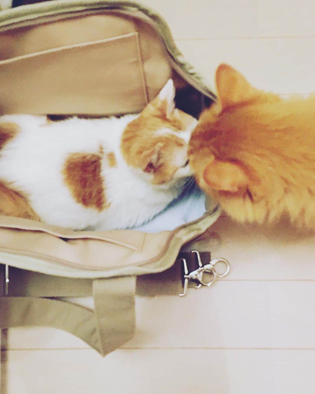 猫沢エミのインスタグラム