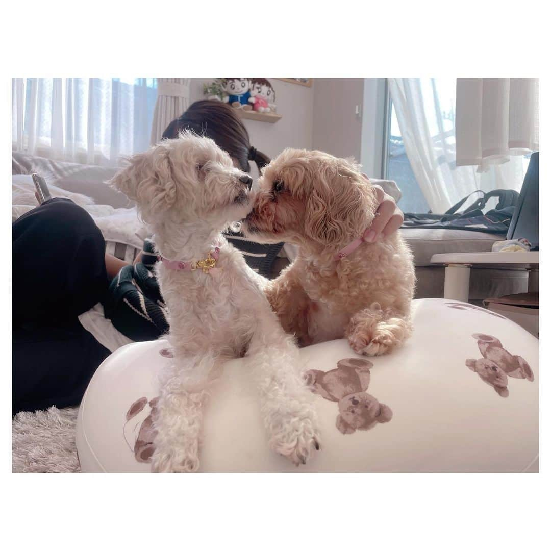 辻希美さんのインスタグラム写真 - (辻希美Instagram)「クックとモカのお揃いの首輪🐶💕 @momo_house1119 さんでオーダーして作って貰いました🐶🙏💕💕"  はぁ〜可愛い❤️✨✨」10月5日 18時09分 - tsujinozomi_official