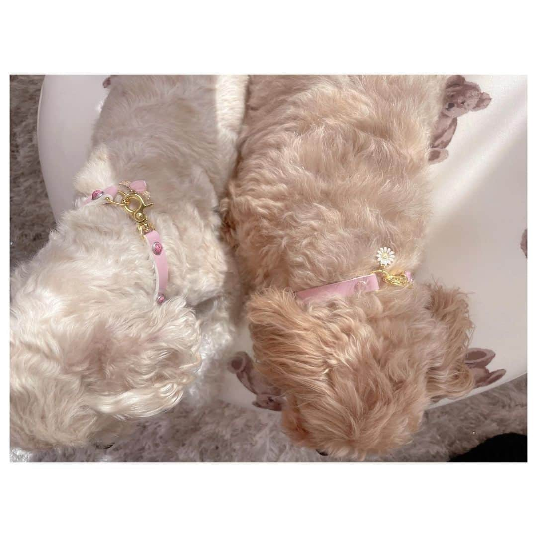 辻希美さんのインスタグラム写真 - (辻希美Instagram)「クックとモカのお揃いの首輪🐶💕 @momo_house1119 さんでオーダーして作って貰いました🐶🙏💕💕"  はぁ〜可愛い❤️✨✨」10月5日 18時09分 - tsujinozomi_official