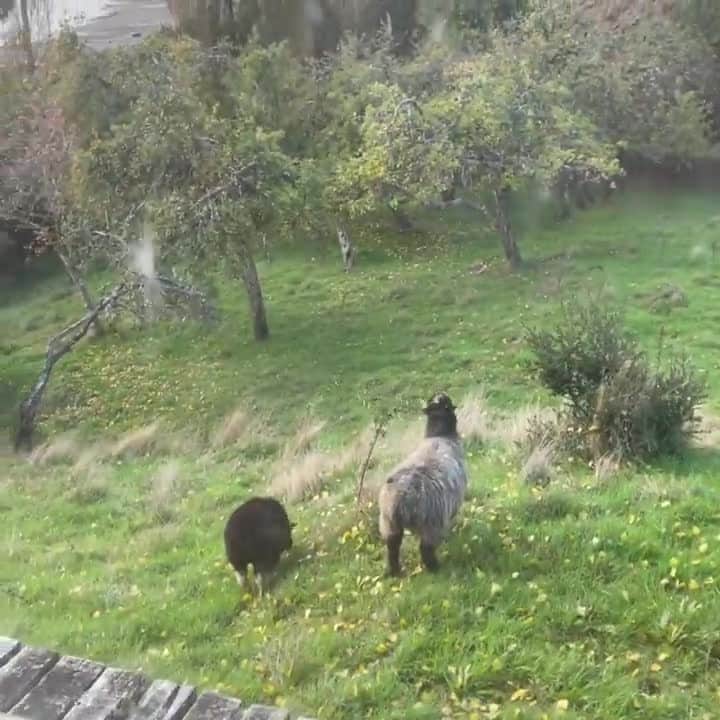 のインスタグラム：「No matter how early you sit down for breakfast at Superhost Juan Carlos’s misty bayside cottage, the sheep always seem to beat you to it. Other neighbors you might meet include sea lions, dolphins, and if you’re extra-lucky, penguins. Take a boat across the bay to Castro for its farmers market and candy-colored palafitos (stilt houses).   Link in bio for Chiloé Island refuge.  Video: @manzanasdelmar」