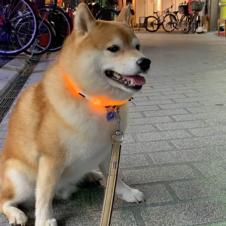 豆柴つむじくんのインスタグラム：「帰るの渋り中 #豆柴 #柴犬 #시바견 #shiba #shibainu #shibastagram #shibalove #shibadog #つむじ #ここ柴部 #夕散歩」