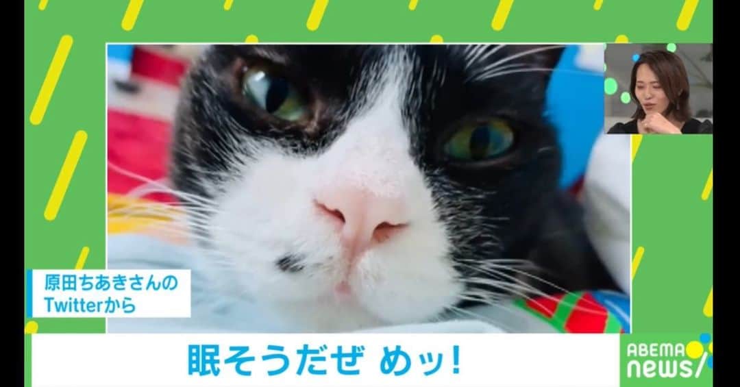 原田ちあきさんのインスタグラム写真 - (原田ちあきInstagram)「うちの猫がバズってニュースに出たの事、今年一番興奮したかもしれない…」10月5日 22時21分 - cchhiiaakkii9