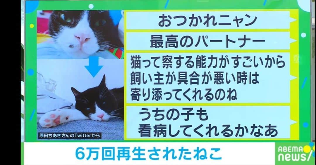 原田ちあきさんのインスタグラム写真 - (原田ちあきInstagram)「うちの猫がバズってニュースに出たの事、今年一番興奮したかもしれない…」10月5日 22時21分 - cchhiiaakkii9