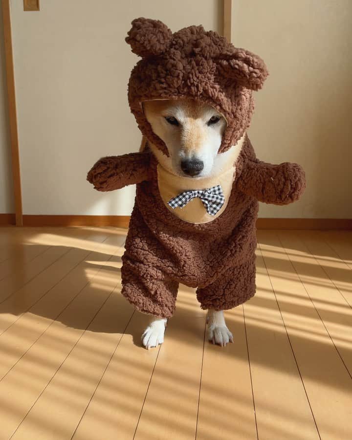 マロたんのインスタグラム：「ぽてぽて🧸おやつに吸い寄せられるすしざんまい🐻 #shiba #shinainu #柴犬」