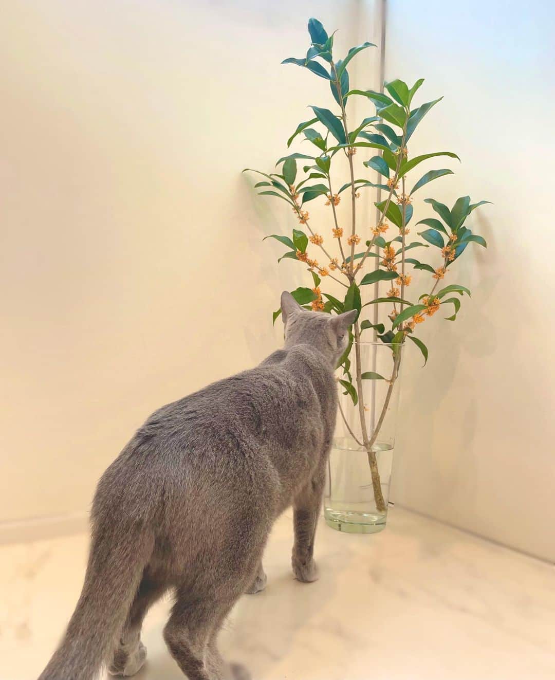 小室瑛莉子のインスタグラム：「祖父から金木犀のプレゼント🎁 部屋中がいい香りに包まれています😊🌸 ⁡ ネコも気になってクンクン🐈‍⬛ カメラもクンクン🐈‍⬛ ⁡ #キンモクセイ」
