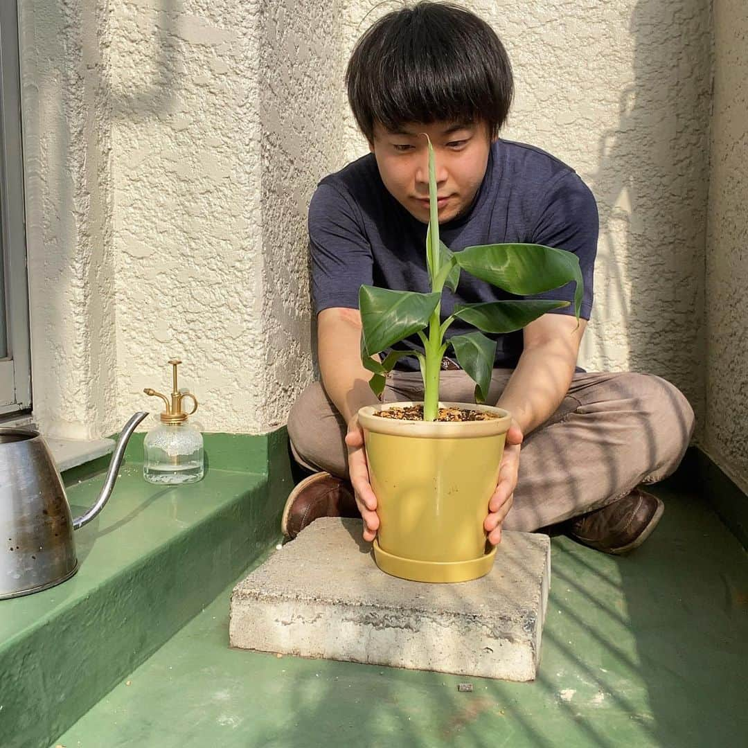 きづきさんのインスタグラム写真 - (きづきInstagram)「バナナの木の植えかえ🍌 100均の土だけでは水捌けが悪そうだったので土をかえてみることに。 腐葉土3、赤玉土4、鹿沼土2、多肉植物の土1くらいの割合で土を配合してみた。 見ちがえた。いい。 おっきくなれよぉ🌴  #バナナの木 #観葉植物 #土良くするよすごい雰囲気変わる気がする #鹿沼土 #↑読めます? #かぬまつち #だそうです #買う時すごい知ってる感じで"しかぬまつち"ください #と言ったら店員さんが教えてくれました #恥ずかし」10月6日 17時26分 - kizuki_h