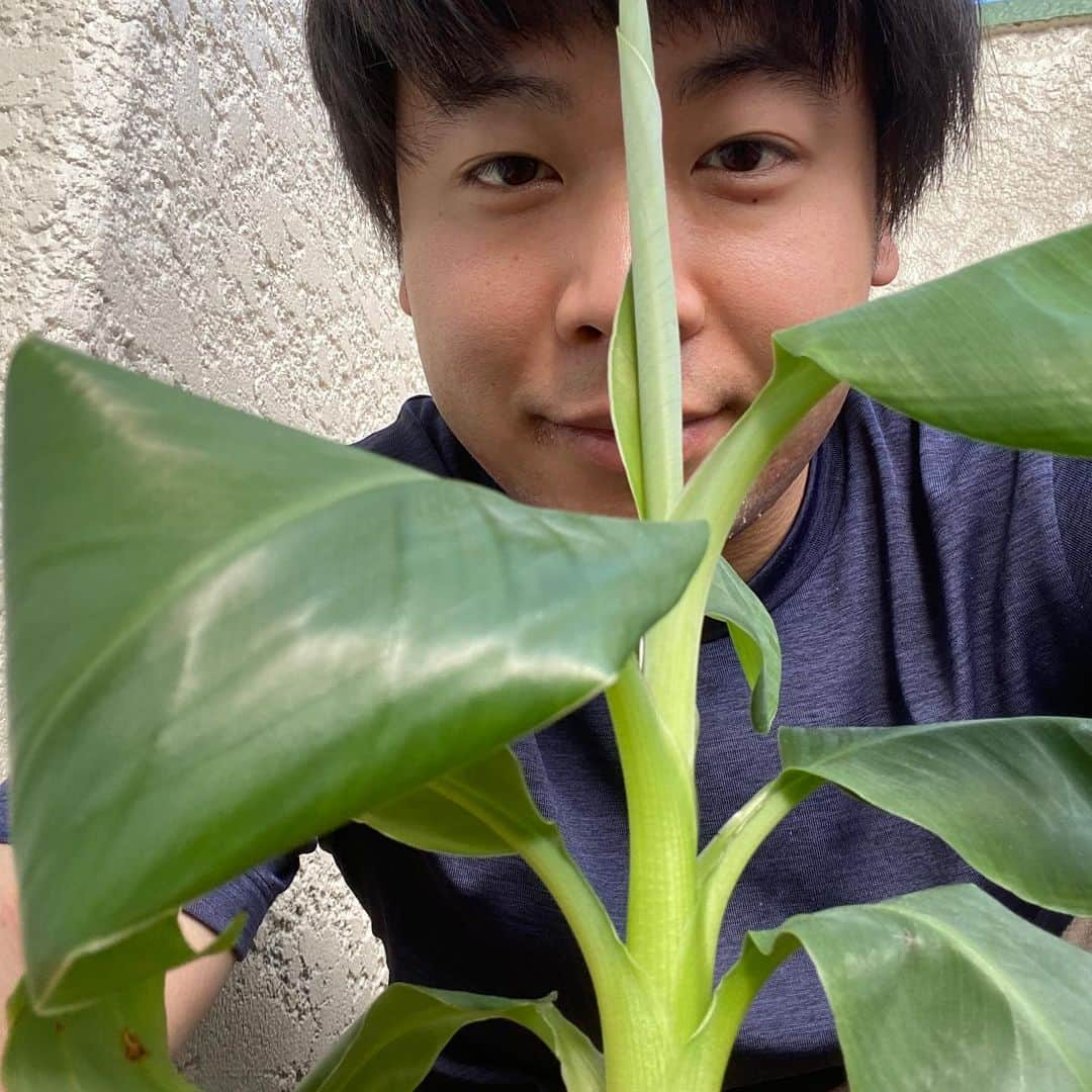 きづきさんのインスタグラム写真 - (きづきInstagram)「バナナの木の植えかえ🍌 100均の土だけでは水捌けが悪そうだったので土をかえてみることに。 腐葉土3、赤玉土4、鹿沼土2、多肉植物の土1くらいの割合で土を配合してみた。 見ちがえた。いい。 おっきくなれよぉ🌴  #バナナの木 #観葉植物 #土良くするよすごい雰囲気変わる気がする #鹿沼土 #↑読めます? #かぬまつち #だそうです #買う時すごい知ってる感じで"しかぬまつち"ください #と言ったら店員さんが教えてくれました #恥ずかし」10月6日 17時26分 - kizuki_h