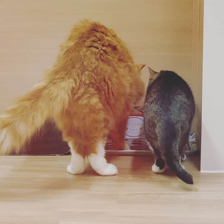 のインスタグラム：「ねこちゃん2匹の後ろ姿💕 #ノルウェージャンフォレストキャット と、#マンチカン　の体格差に注目😳！  #大阪eco #ねこ #かわいい #cat #大阪eco動物海洋専門学校 #動物 #専門学校 #動物飼育 #動物園 #水族館 #飼育員 #ドルフィントレーナー #アクアリスト #動物看護師 #トリマー #ドッグトレーナー #トリミング #犬 #animal #dog」