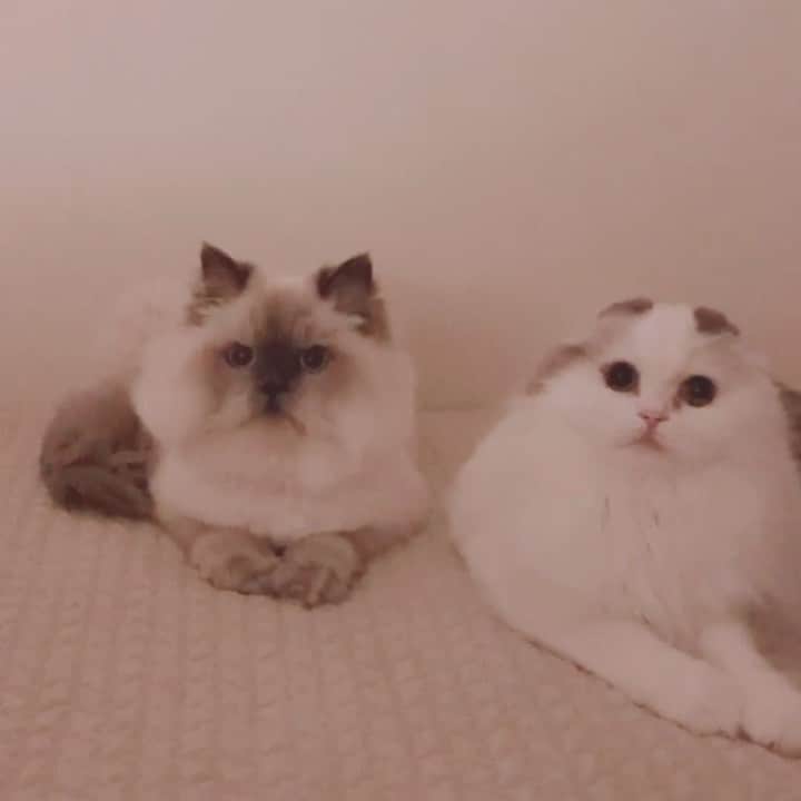 のんたのインスタグラム：「暗かったので画質が荒いですが、正面バージョンも👍 シンクロするふたりがかわいい💕 本当に仲良しで、いつも一緒にいます。」