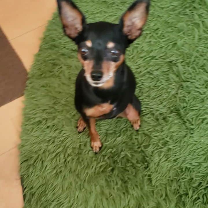 小田原ドラゴンのインスタグラム：「【モテる男は違う】咄嗟に犬の肛門を隠そうとするフォロワーへの気遣い」