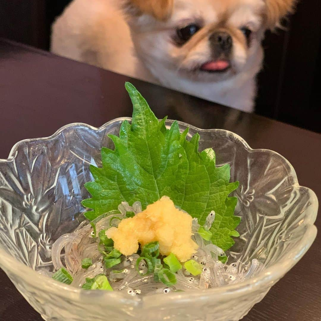 吉川ちえさんのインスタグラム写真 - (吉川ちえInstagram)「【わんこと江ノ島お出かけ🐶】 . 江ノ島にある ✅海鮮料理 天海 は ペットOK🐈‍⬛のお店なんだよ🥺❤️ . しかも完全個室だから安心して わんこと一緒の空間にいれます🙋‍♀️💕 絶対江ノ島にイヌ様達連れてったらここに行くもん😊💛💛 . 海鮮も新鮮だし生しらすの時期だと 激うまな生しらす食べれるよ👍❤️ 生しらす丼の海藻も新鮮で 専用のドレッシングつけたら激うま😻💗💗 . 🌟海鮮料理 天海🌟 . 📮神奈川県藤沢市江の島1-4-9 小田急「片瀬江ノ島駅」より徒歩10分 江ノ電「江ノ島駅」より徒歩13分 片瀬江ノ島駅から937m . #江ノ島 #江ノ島グルメ #江ノ島観光  #わんことお出かけ #わんこと旅行  #ペットokのお店 #生しらす #生しらす丼」10月7日 15時13分 - yoshikawachie_16