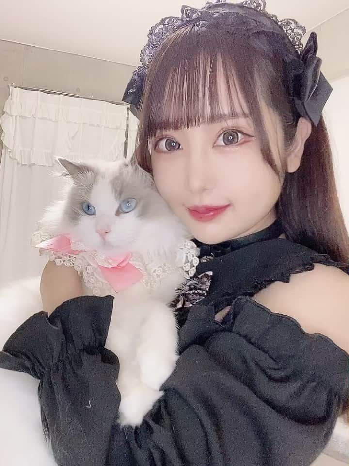 のインスタグラム：「. . ごろごろ言ってて 可愛い💕💕💕 . . それにしても大きくなった💦 重たくて抱っこ長時間はむり！ . . 横にも成長したんや、、、😂 . . @miu_ragdoll  . . #ラグドール #ragdoll」