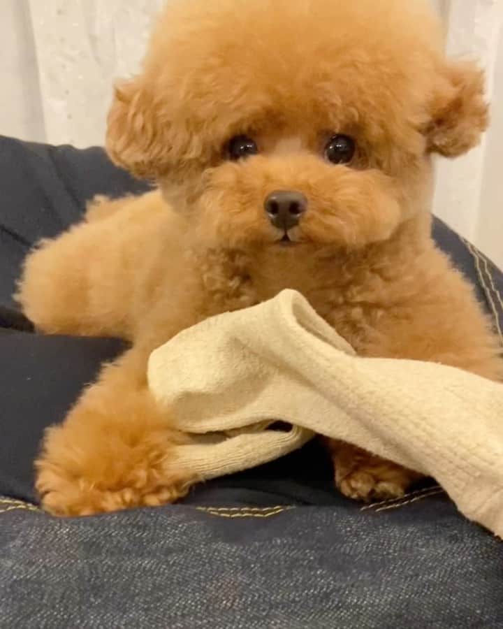 のインスタグラム：「⚠️声出ます 先日ストーリーにアップした 靴下泥棒事件の結末です😂 この勝ち誇ったドテチン顔✨ ストーリーを見ていない方は 何があったのか2ページ目の 動画をご覧になって〜🤣 結局のところおバカちゃんの2人は 激闘15分… どんだけ暇なんだ〜😅 息子が諦める… という不戦勝でしらす先輩の勝利✌️ 靴下を略奪、その後気付いたらデロデロになった靴下が放置されていました。なんでも最後は放置するんだよね😭 ・ ・ ・ #toypoodle#toypoodlegram #pets #pup#わんちゃん#lovedog #トリミング#dogsofinstagram  #トイプードルカット#instapoodle #prettydog #petlovers #いぬ#もふもふ#いぬのいる暮らし #いぬすたぐらむ #しらす先輩#わんちゃん #poodlelover #トイプー #instagrammer #inu #癒しわんこ #poodlepuppy#cute#minidog#ティーカッププードル#with#ゆるキャン #トイプードルレッド」