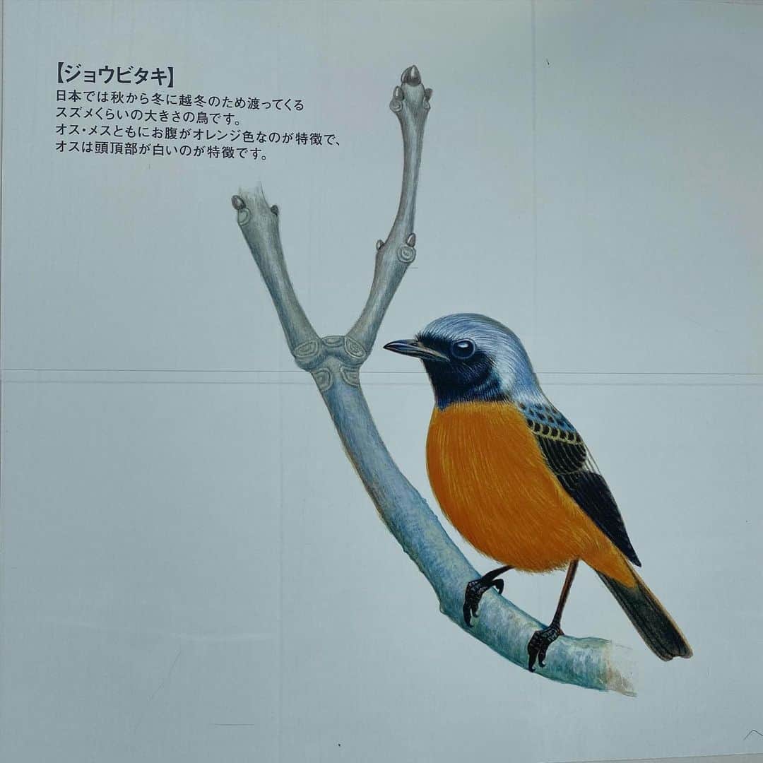 有吉弘行さんのインスタグラム写真 - (有吉弘行Instagram)「鳥あげまーす。」10月7日 19時06分 - ariyoshihiroiki