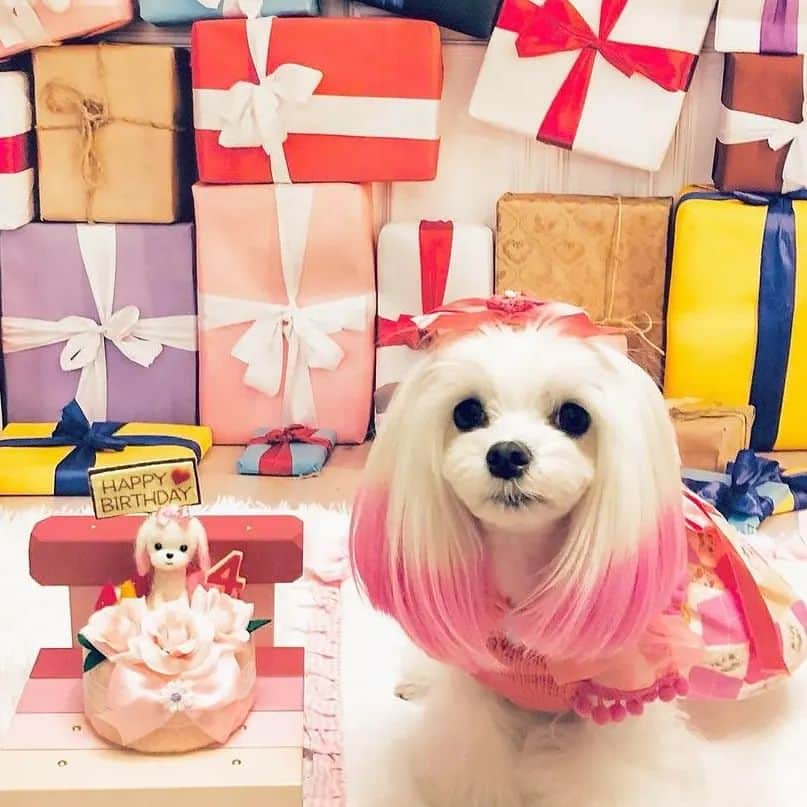 【公式】楽天ペット割のインスタグラム：「@rinajjang1228 ご投稿ありがとうございます✨ スアたん、4歳のお誕生日おめでとうございます🎵ステキな写真でいい思い出になりましたか✴️？  #rakutenpet のご投稿お待ちします」