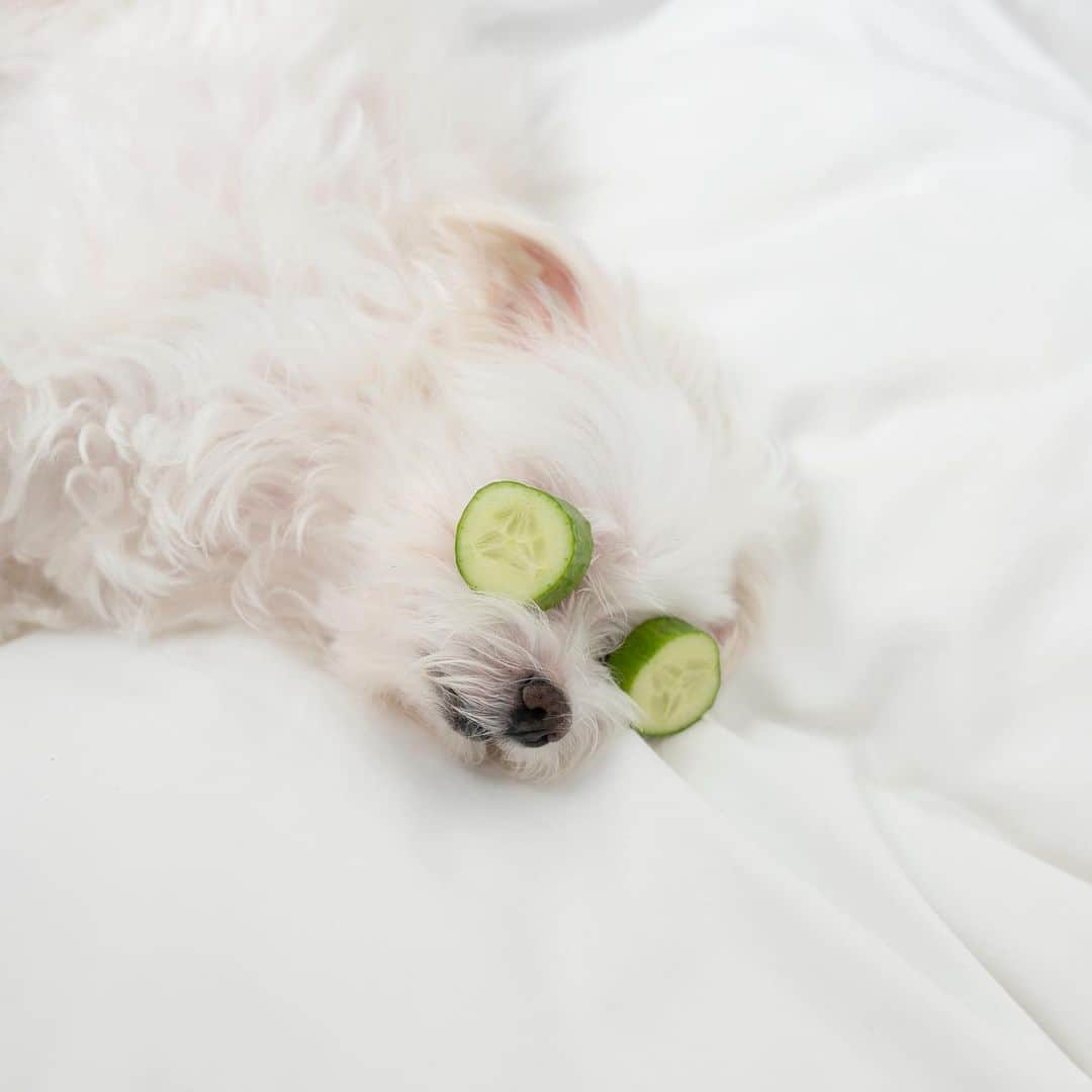 hi.arodのインスタグラム：「Natural Beauty🥒! Dr A-Rod is showcasing! 🤩✨ ・・・ #naturalbeauty #cucumbermask #dogspa」