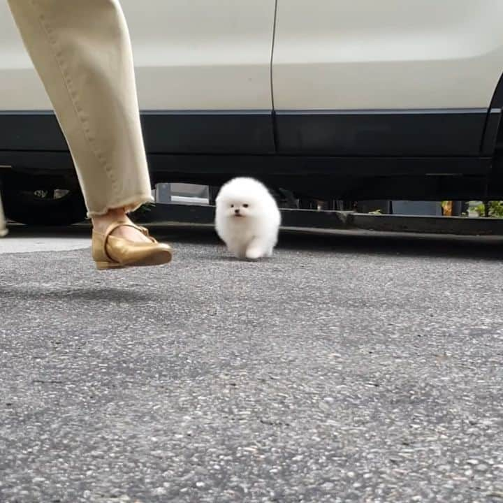 Rolly Pups INCのインスタグラム：「Fluffy white pomeranian 🤍 . For more assistance, please DM😄 . . #pomeranian #pomeraniansofinstagram #pomeranianpuppy #pomeranianlove #pom #poms #teacuppomeranian #teacuppom #dogstagram #dogsofinstagram #doglovers #doggygram #doggy」