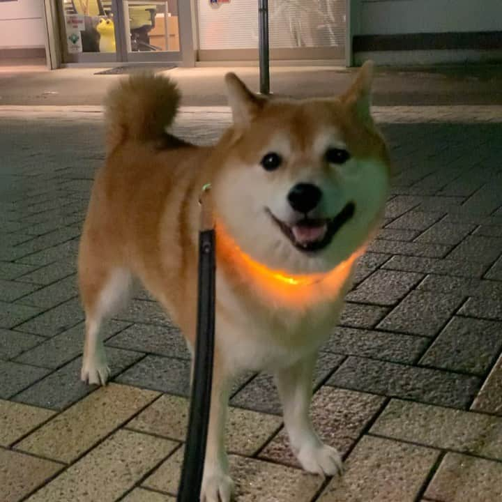 豆柴つむじくんのインスタグラム：「こんばんは猫ちゃん #豆柴 #柴犬 #시바견 #shiba #shibainu #shibastagram #shibalove #shibadog #つむじ #ここ柴部 #間合い」