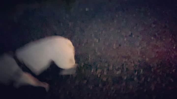 Ju-kenのインスタグラム：「なんで道の端っこを歩くのでしょう  アナタは  虫が着きますよ  #散歩 #フレンチブルドッグ」