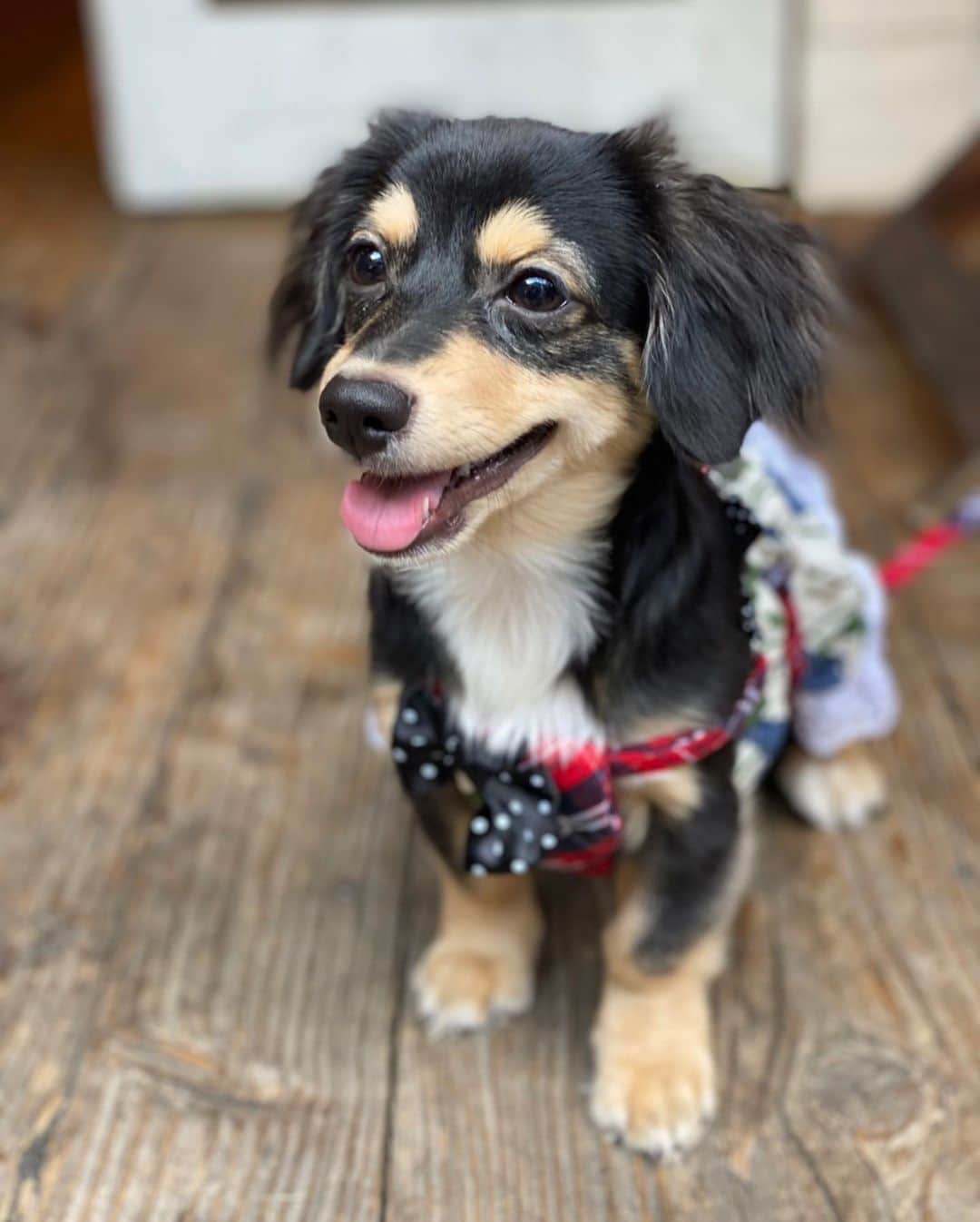 のインスタグラム：「🐶 ろん君が我が家に来てから2ヶ月🐾 毎日 癒しをありがとぉぉ♥️♥️♥️」