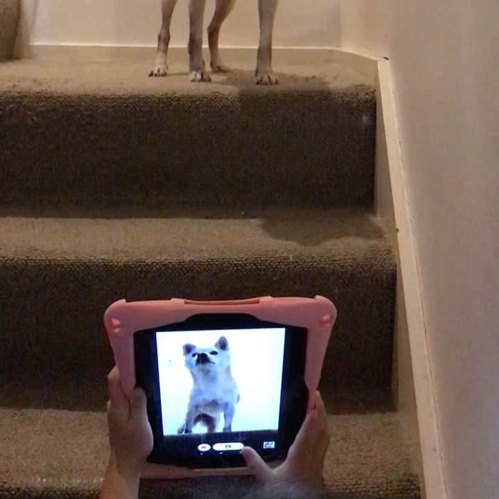 柴犬リリコのインスタグラム：「最近じゃカメラマンはママ🧑🏻だけじゃないんだワンよ🐶💦  ※ 仕事やら運動会やらであっと言う間の1週間でして、しばらく更新してませんでしたがリリコさんはとっても調子良く元気です！」