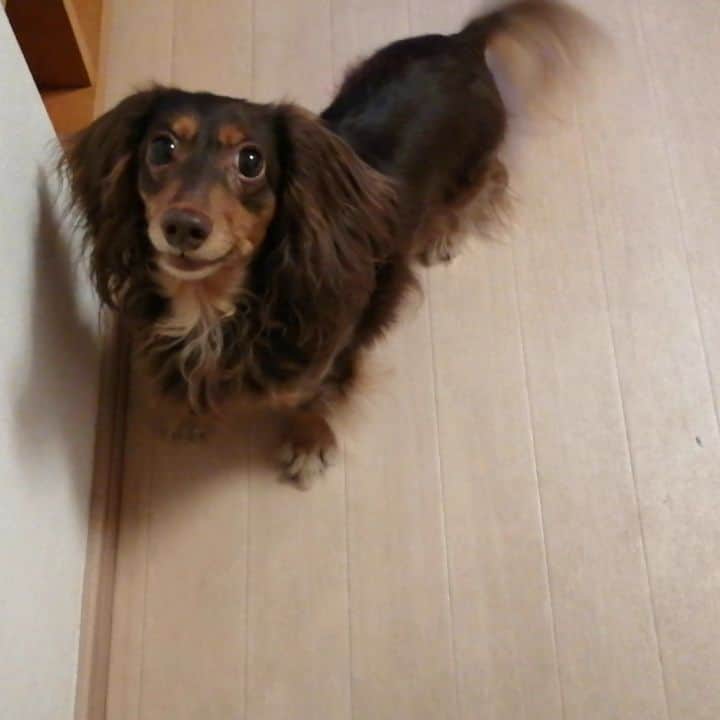 ななこのインスタグラム：「ゴハン催促🤩 ※ ※ #犬 #愛犬 #ダックス #カニンヘン　 #dog #dachshund #dogstagram  #doxie #instadog #instadachshund  #petstagram #dachshundsofinstagram」