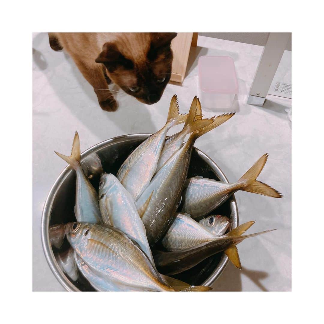 森川夕貴さんのインスタグラム写真 - (森川夕貴Instagram)「* * アジをさ、 釣ってさ、 捌いてさ、 食べたとさ。  めでたし。めでたし。  #猫にアジはだめだとさ。 #コマセ釣り」10月8日 21時50分 - yuuki.morikawa_ex