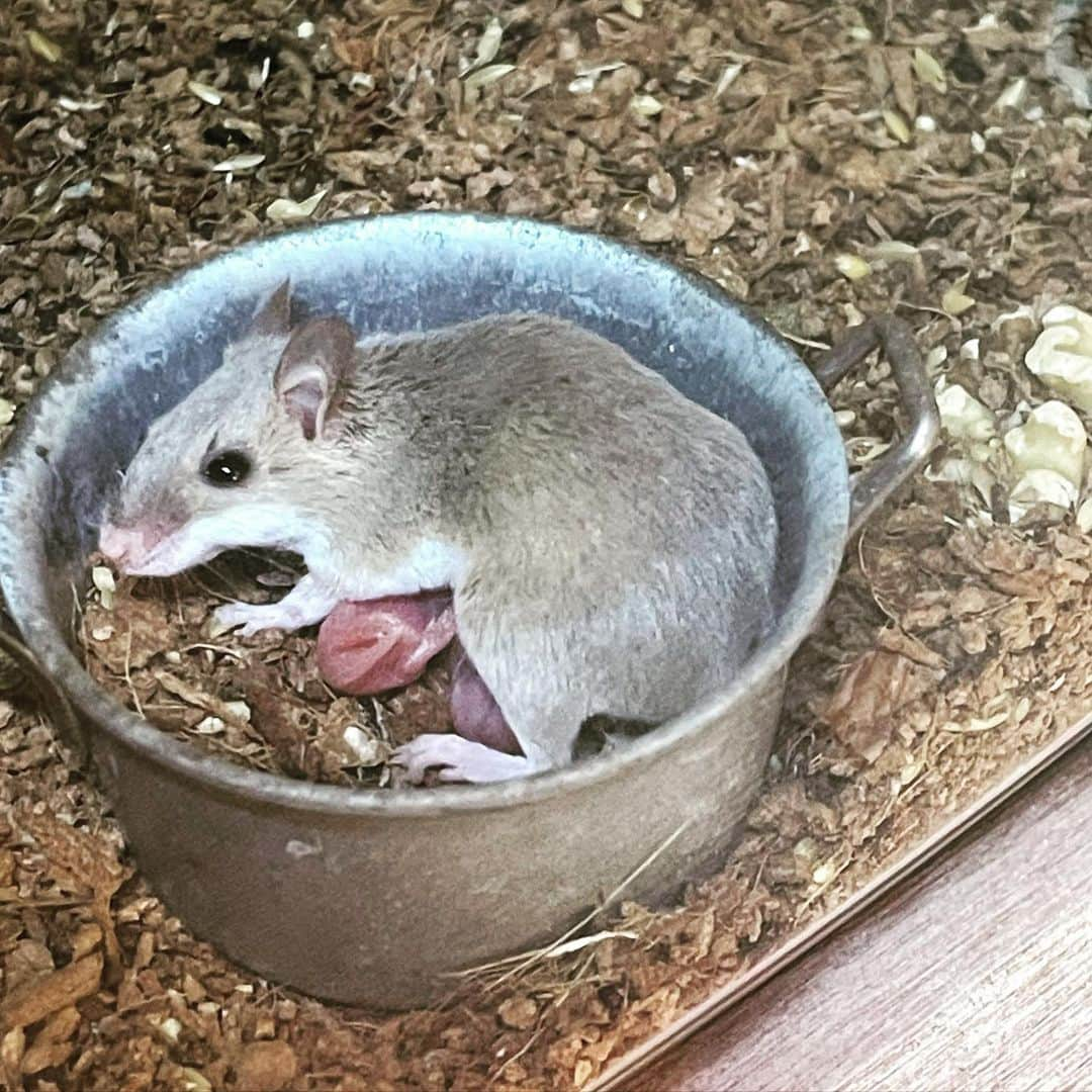 白井鉄也さんのインスタグラム写真 - (白井鉄也Instagram)「家で一緒に暮らしてる、 アフリカチビネズミが赤ちゃん産みましたです！ やった〜！ 双子かな？ 早く大きくなって欲しいな〜 いっぱい栄養あるご飯あげよう〜 2枚目の写真は母の顔してるよ！  アフリカチビネズミは 世界最小で500円玉位のサイズです。 ご飯は雑食性で、 鳥のエサや無塩のナッツや乾燥した虫や野菜を食べます。 寿命は1〜2年です。 夜行性です。 めちゃくちゃ臆病らしく懐かないみたいです。 なので、お魚みたいに鑑賞すると楽しいです。 ジャンプ力は30〜40cmらしいです。 なので、お家のお掃除の時は気をつけなきゃ脱走しちゃいます。 脱走したら、捕まえるのは皆無みたいです。 一応捕まえ方は、尻尾をつまむといいみたいです。 うちの子は噛みません。そもそもあんま触った事ないです。 適温はアフリカ出身なので、30前後っぽいです。 給水器はハムスターのじゃ、力が弱く飲めません。 玉がないタイプか、床に置くか、ゼリーがおすすめです。 多頭飼いが可能で、普段はみんなでくっついて寝てます。 子育てはみんなで育てるみたいです。 ケージは、蓋付の網目が小さいのがおすすめです。 ケージ内に入れる隠れ家は、 床部分の無い壁と屋根だけのがおすすめです。 床部分があると、 隠れ家の床材を掘って行って、 隠れ家の下敷きになっちゃう場合があるみたいです。 ケージの臭いも気にならないです。 鳴き声もほぼ聞こえないです。  #アフリカチビネズミ #アフリカ #チビ #ネズミ #AfricanPygmymouse #African #Pygmy #mouse #Baby #ベビー #赤ちゃん #出産 #新米 #新顔 #母の顔 #me #tbt #cute #love #instagood  #instagram」10月8日 22時05分 - shiraichimon