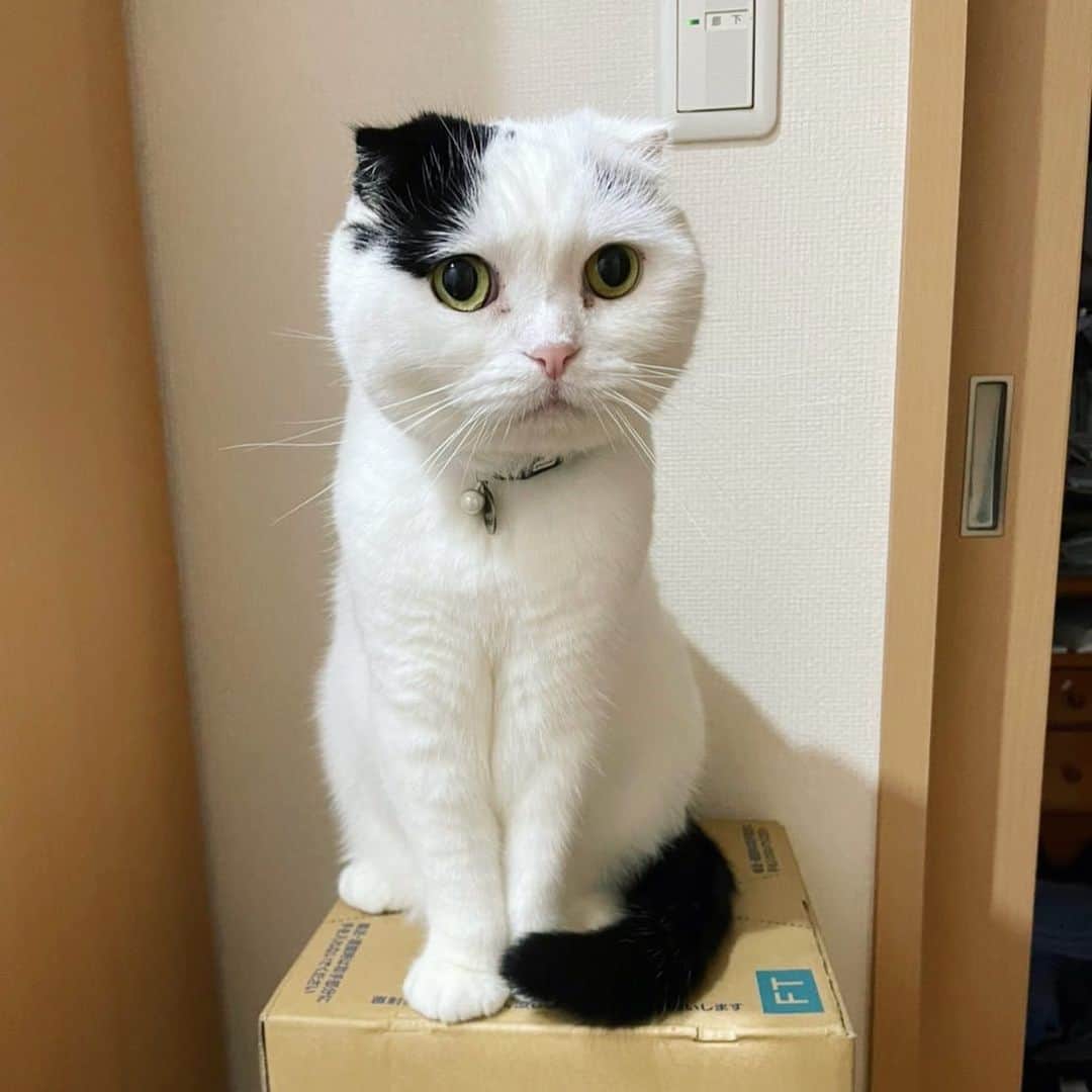 マロニーのインスタグラム：「マロニー＜ ね！高いとこ乗ったの、すごい？😻 （ちょこっと高い段ボールに上ると、ニャーニャー鳴いて「すごいでしょ！」とドヤ顔してくるマロさん。たくさんたくさん褒めます😌すごいねぇ😍） #マシュマロマロニー　#猫　#cat #scottishfold #マロニー　#ねこ　#ネコ　#スコティッシュフォールド　#モフモフ　#ドヤ顔」